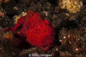red frogh fish by Rudy Janssen 